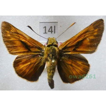 Ochlodes sylvanus (Esper, 1777) Czech14l